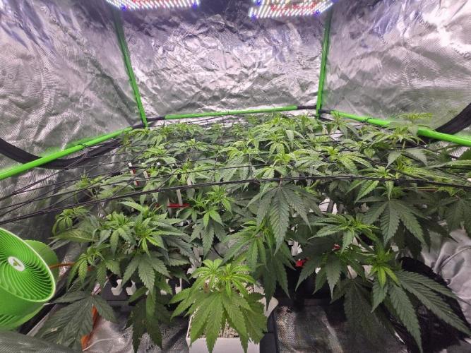 Funk MTN. Week 5