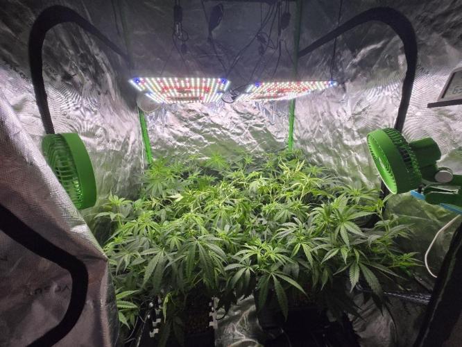 Funk Mountain Rosin Run. Week 6