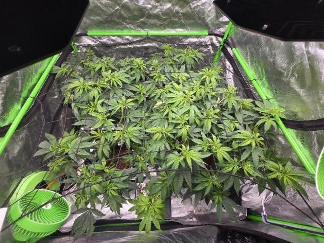 Funk Mountain Rosin Run. Week 5