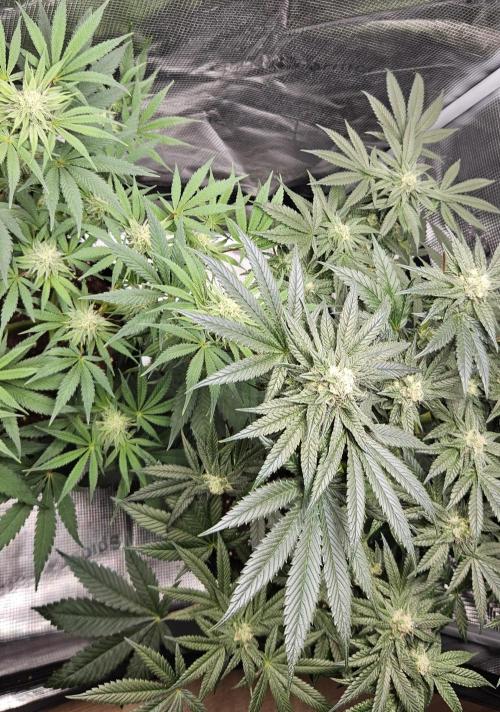 HONEY MINTS 🐝🌱🌳. Week 10