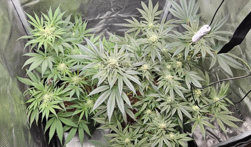 HONEY MINTS 🐝🌱🌳. Week 10