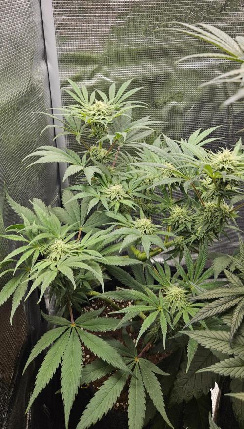 HONEY MINTS 🐝🌱🌳. Week 10