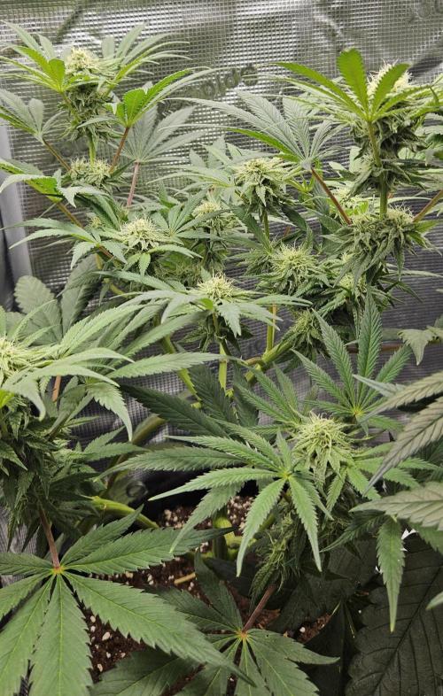 HONEY MINTS 🐝🌱🌳. Week 10