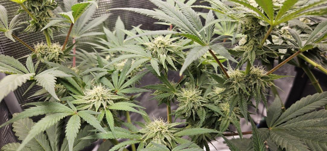 HONEY MINTS 🐝🌱🌳. Week 10