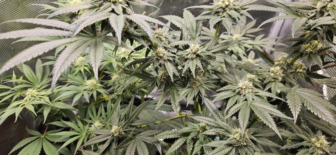 HONEY MINTS 🐝🌱🌳. Week 10