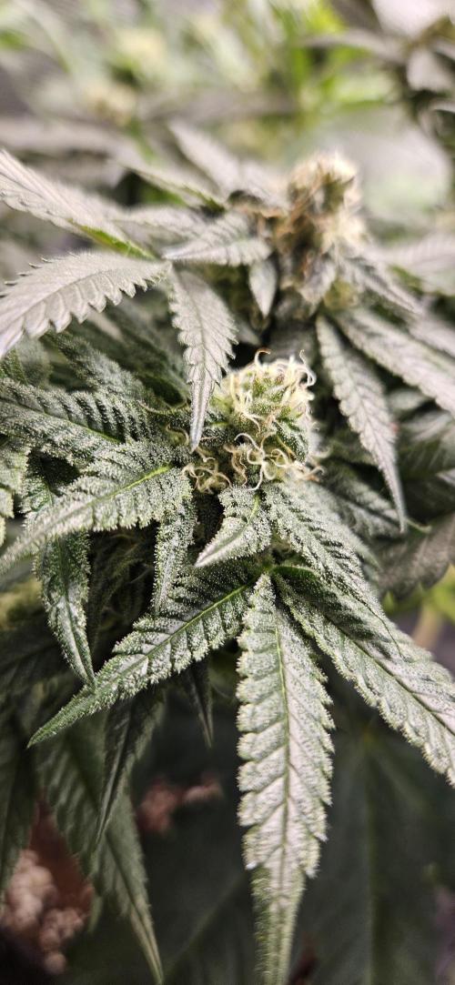 HONEY MINTS 🐝🌱🌳. Week 10