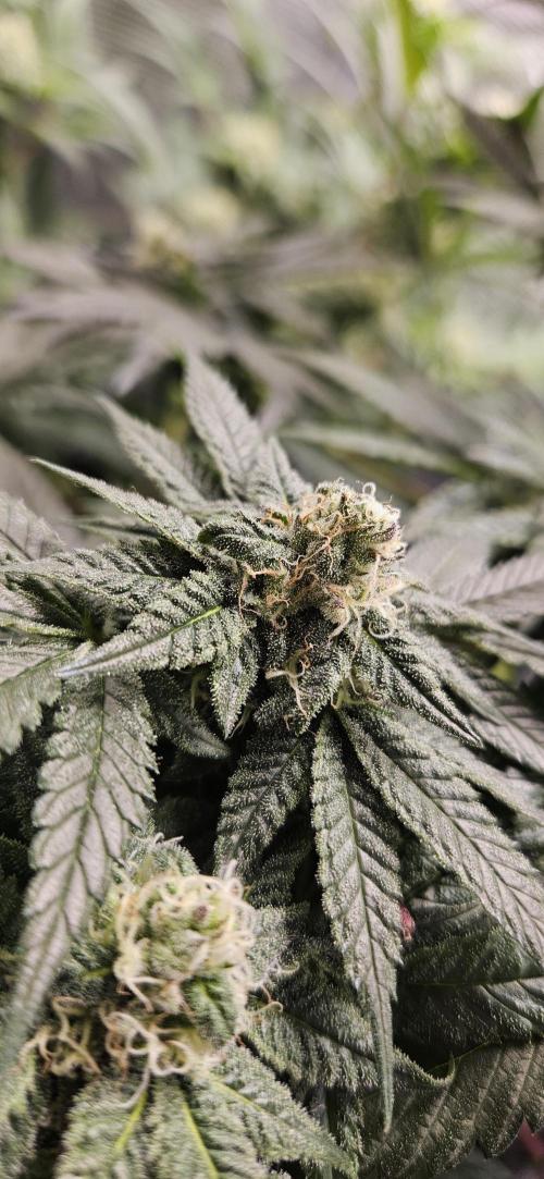 HONEY MINTS 🐝🌱🌳. Week 10