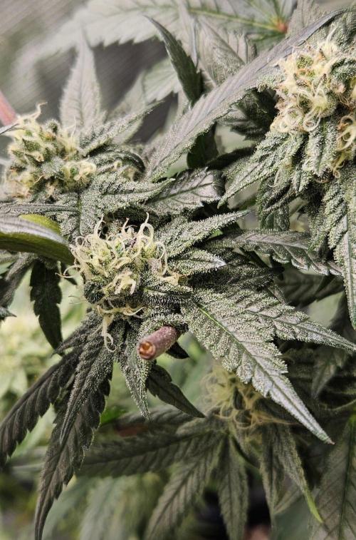 HONEY MINTS 🐝🌱🌳. Week 10