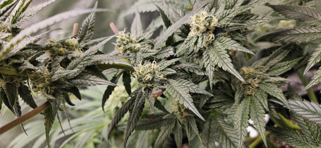 HONEY MINTS 🐝🌱🌳. Week 10