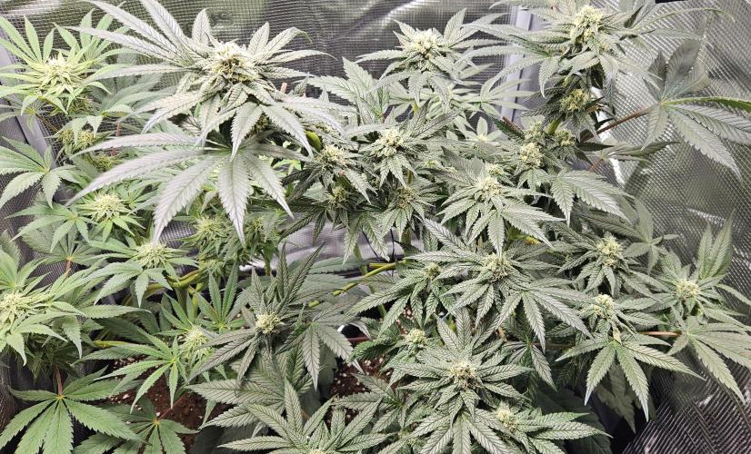 HONEY MINTS 🐝🌱🌳. Week 10