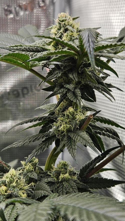 HONEY MINTS 🐝🌱🌳. Week 10