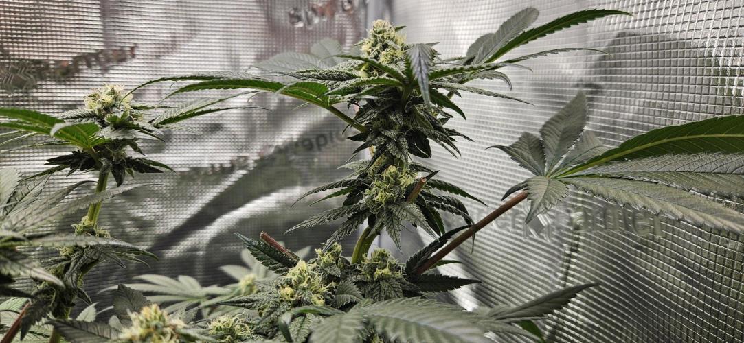 HONEY MINTS 🐝🌱🌳. Week 10