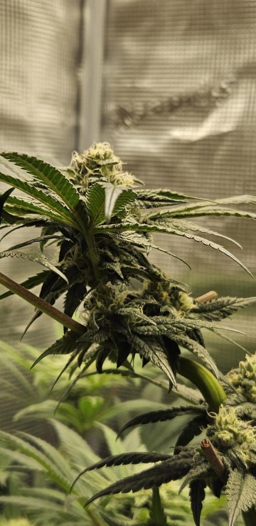 HONEY MINTS 🐝🌱🌳. Week 10