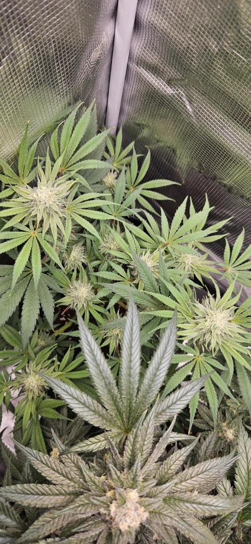 HONEY MINTS 🐝🌱🌳. Week 11