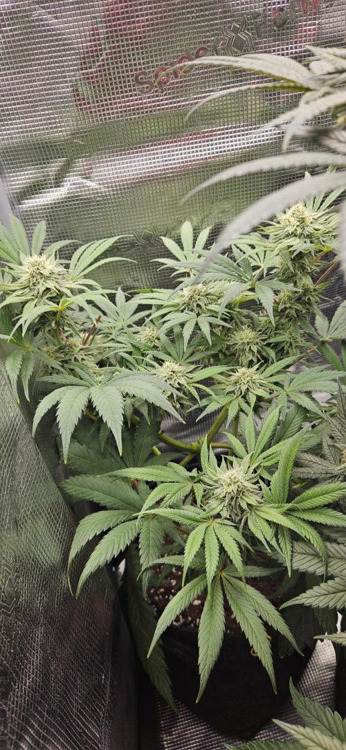 HONEY MINTS 🐝🌱🌳. Week 11