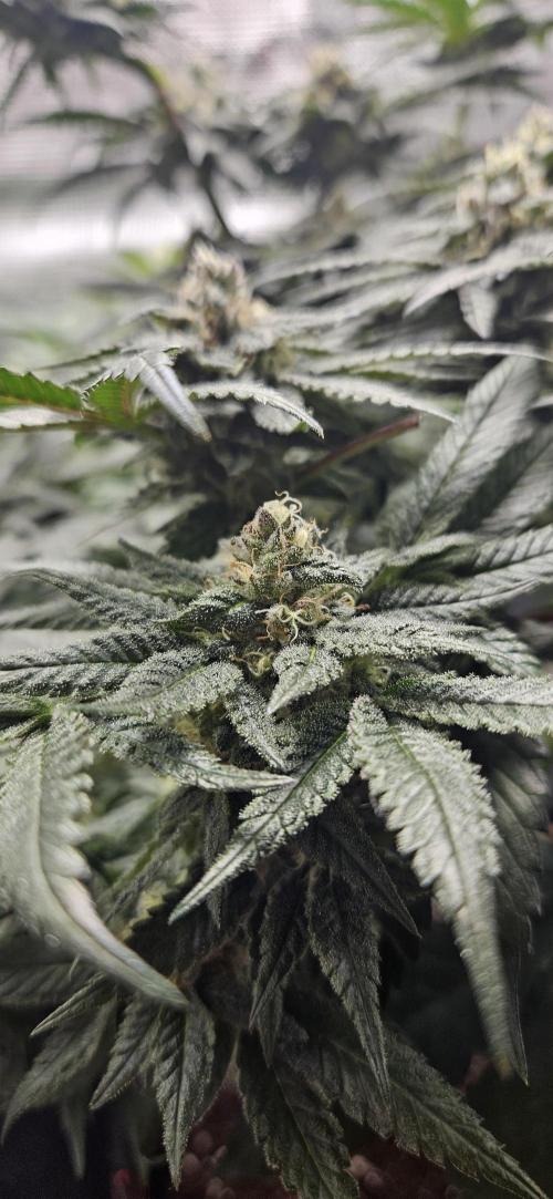 HONEY MINTS 🐝🌱🌳. Week 11