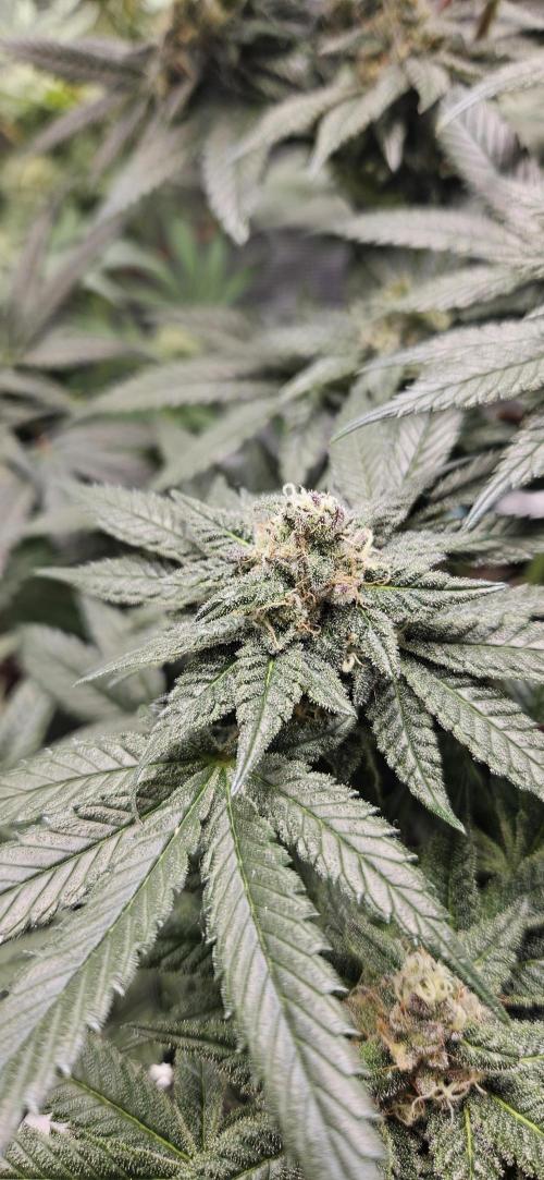 HONEY MINTS 🐝🌱🌳. Week 11