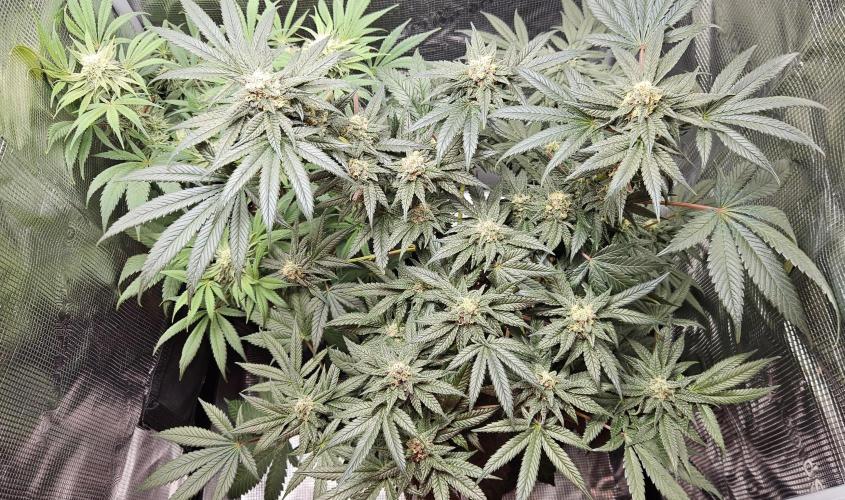 HONEY MINTS 🐝🌱🌳. Week 11