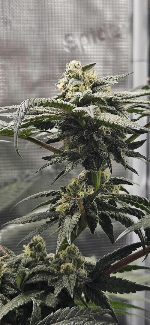 HONEY MINTS 🐝🌱🌳. Week 11