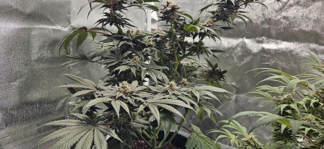 HONEY MINTS 🐝🌱🌳. Week 12