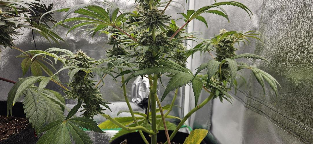 HONEY MINTS 🐝🌱🌳. Week 12