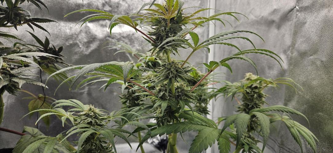 HONEY MINTS 🐝🌱🌳. Week 12