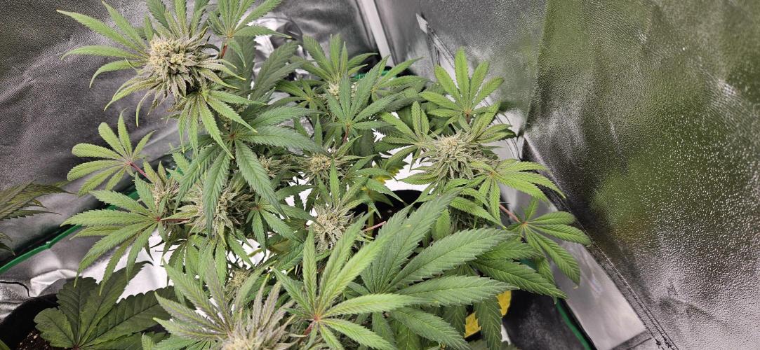 HONEY MINTS 🐝🌱🌳. Week 12