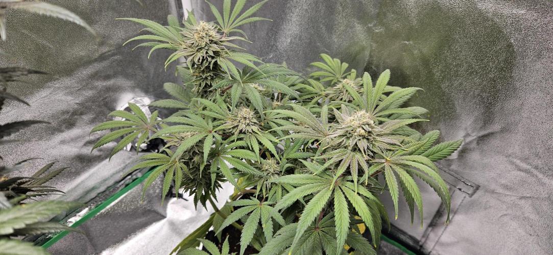 HONEY MINTS 🐝🌱🌳. Week 12