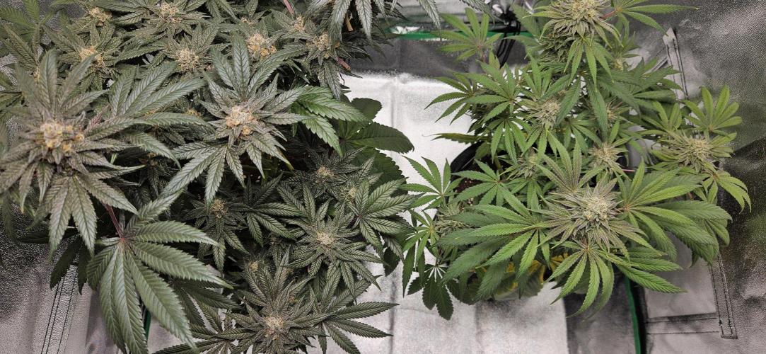 HONEY MINTS 🐝🌱🌳. Week 12