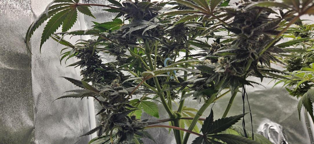 HONEY MINTS 🐝🌱🌳. Week 12