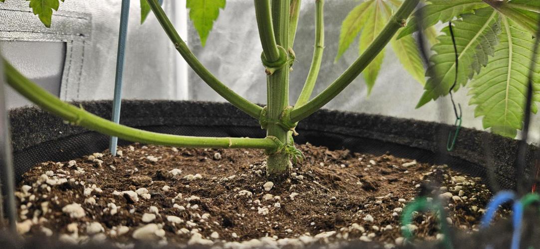 HONEY MINTS 🐝🌱🌳. Week 12