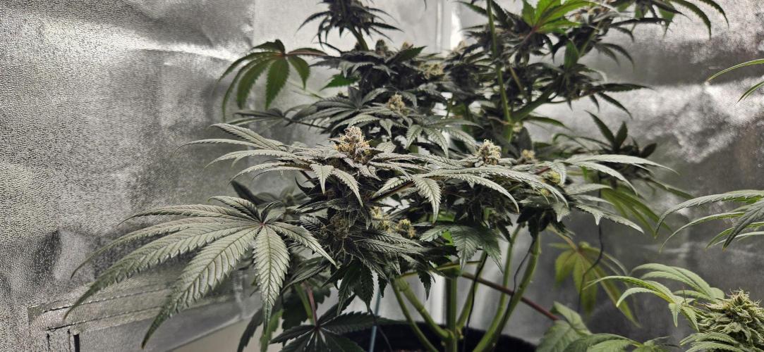 HONEY MINTS 🐝🌱🌳. Week 12