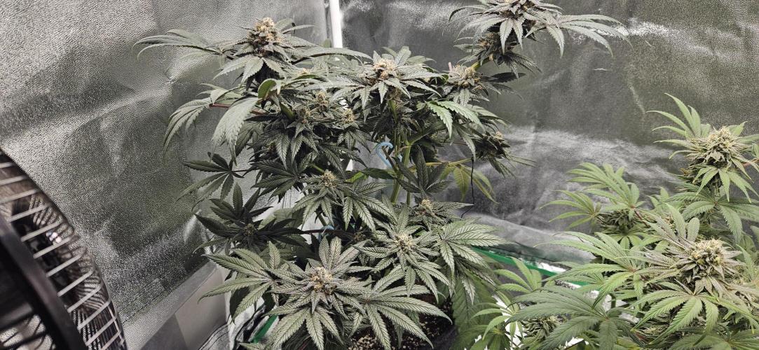 HONEY MINTS 🐝🌱🌳. Week 12