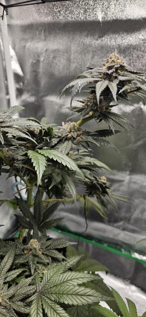 HONEY MINTS 🐝🌱🌳. Week 12