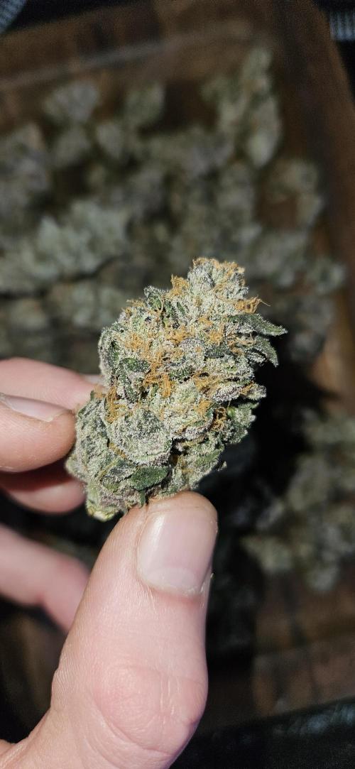 HONEY MINTS 🐝🌱🌳. Week 13