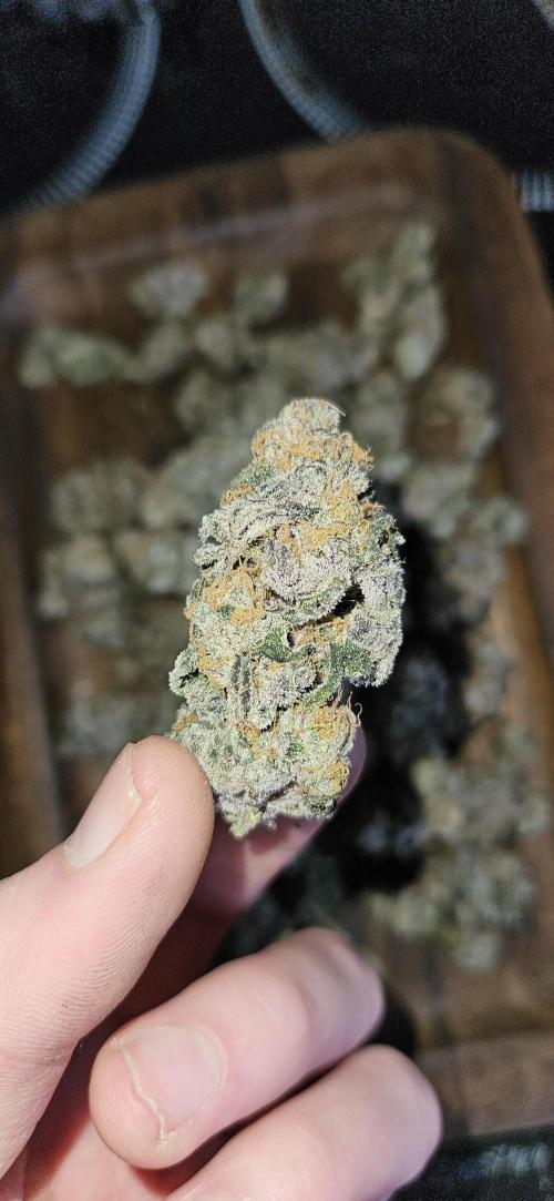 HONEY MINTS 🐝🌱🌳. Week 13