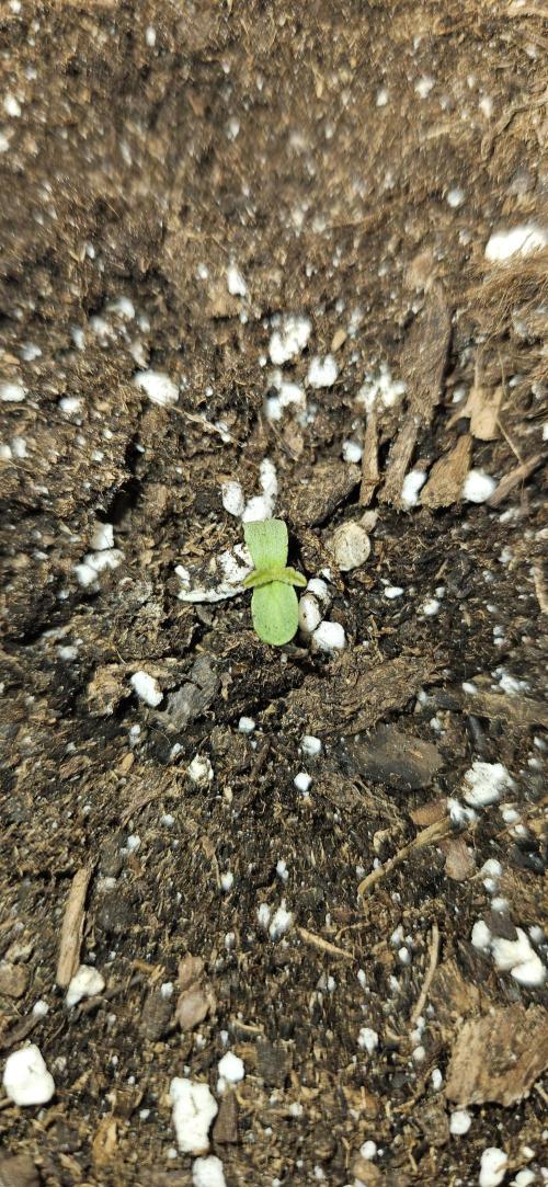 LSD 🌞🍭🌈. Week 1