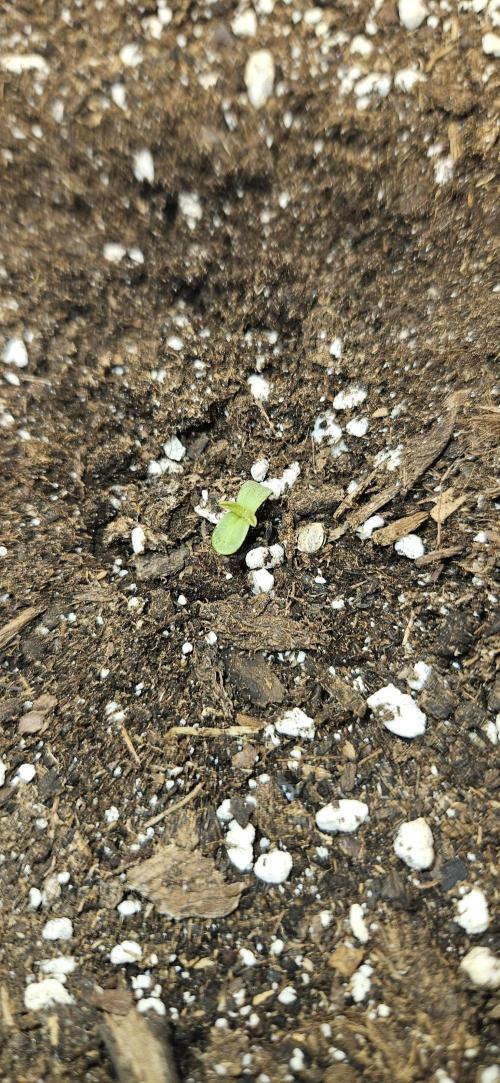 LSD 🌞🍭🌈. Week 1