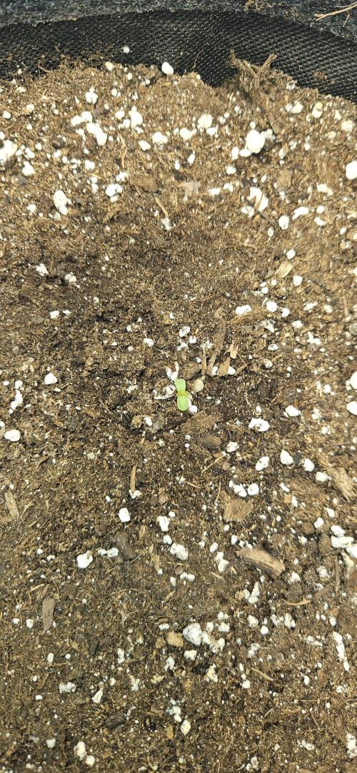 LSD 🌞🍭🌈. Week 1