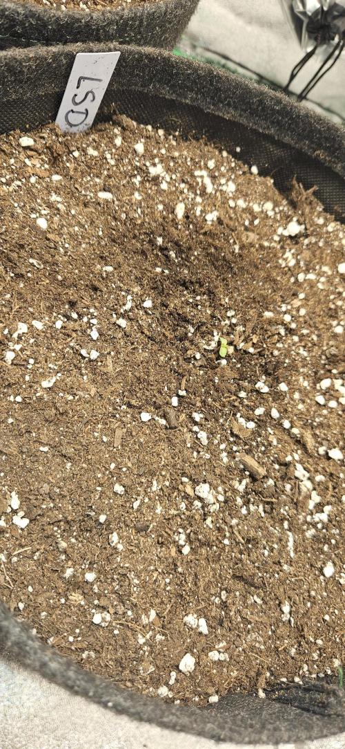 LSD 🌞🍭🌈. Week 1