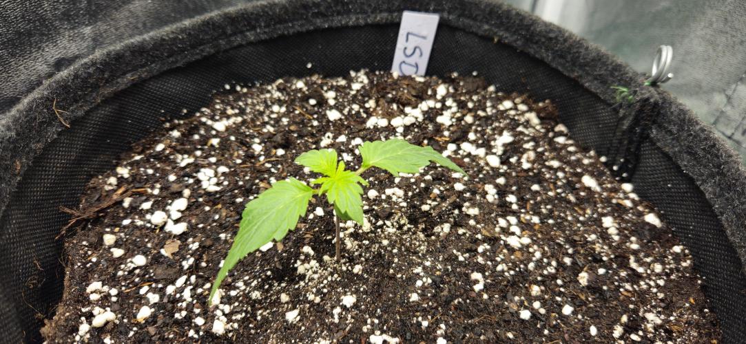 LSD 🌞🍭🌈. Week 2