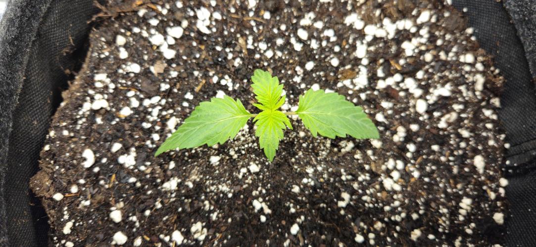 LSD 🌞🍭🌈. Week 2