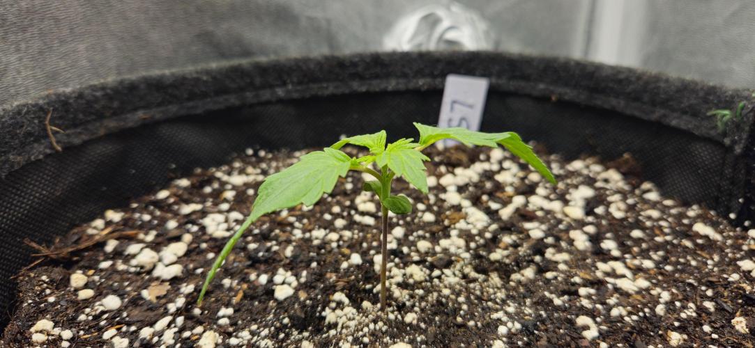 LSD 🌞🍭🌈. Week 2