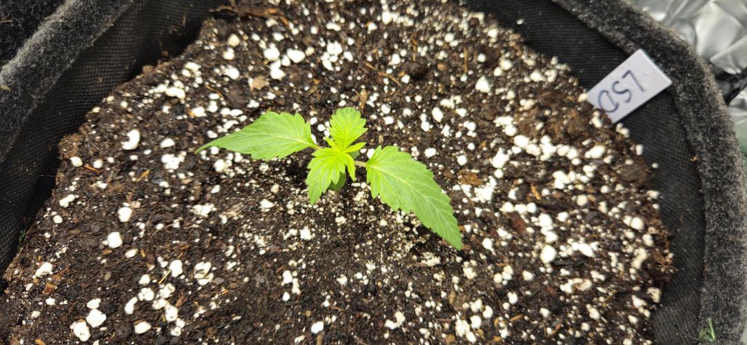 LSD 🌞🍭🌈. Week 2