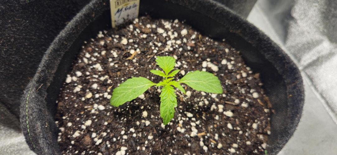 Malasana Gelato 🍨🍦. Week 2