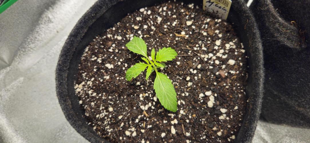 Malasana Gelato 🍨🍦. Week 2