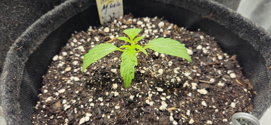 Malasana Gelato 🍨🍦. Week 2