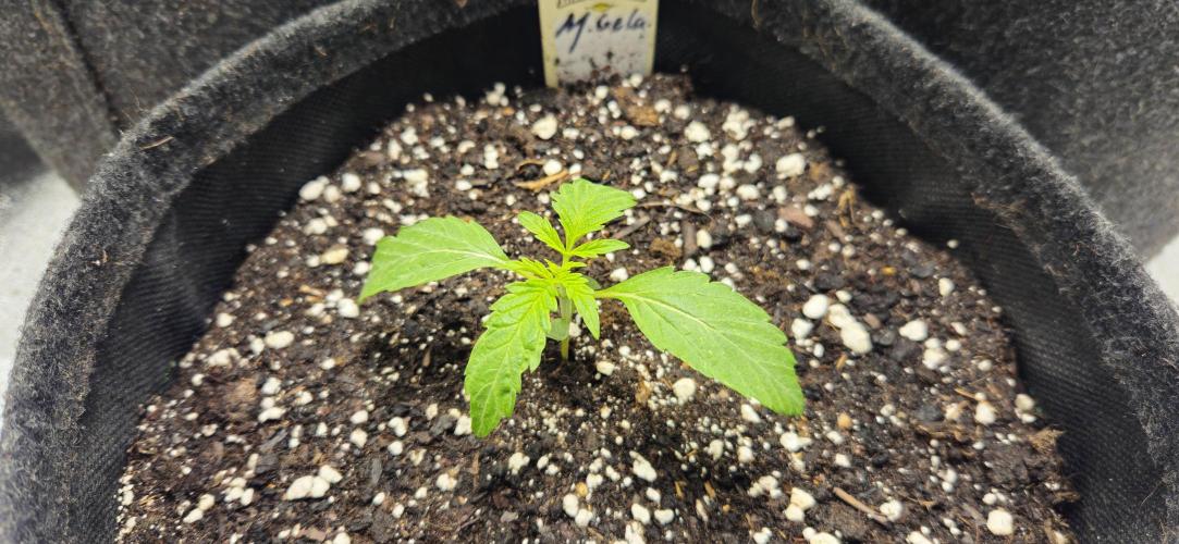 Malasana Gelato 🍨🍦. Week 2