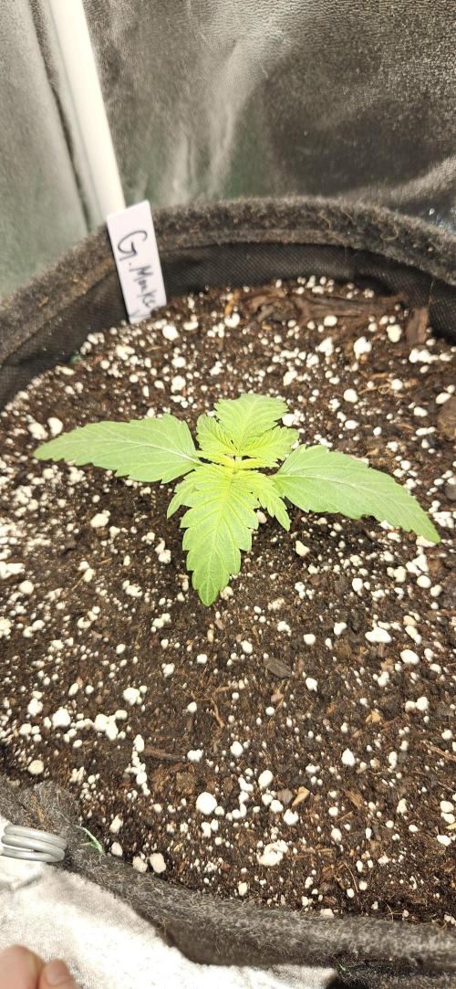 Grease Monkey 👀🤤🐒. Week 2