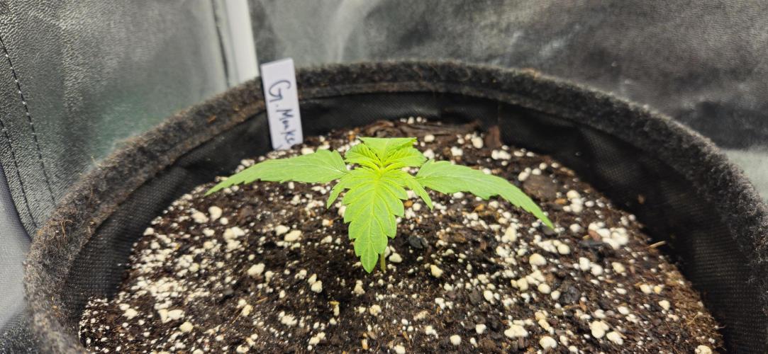 Grease Monkey 👀🤤🐒. Week 2